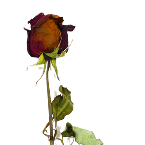 Brotes de rosas rojas secas fragantes | Para Baño de hierbas y bienestar - Product Image 2