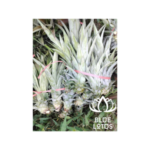 PLANTAS DE PIÑA MD2 DE VIETNAM - Product Image 1