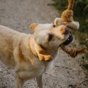 Masticables de Café y Cacao - Masticables Saludables para Perros y Humanos - Product Image 6