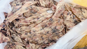 Calamar bebé crudo sin sal de primera elección que exporta a granel sin aditivos al por mayor sopa de calamar seco de calidad superior - Product Image 5