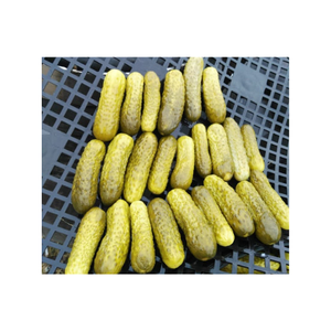 MEILLEUR VENDEUR PICKLED GHERKINS-CONCOMBRE MARINÉ Offres Spéciales EN CONSERVE - Product Image 1