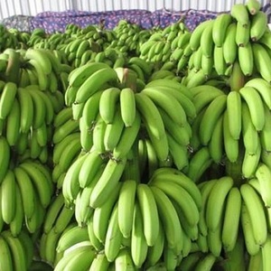Meilleures bananes Cavendish vertes biologiques de qualité supérieure à 100 %, grade A, d'Équateur, prix bas pour les ventes en promotion - Product Image 2