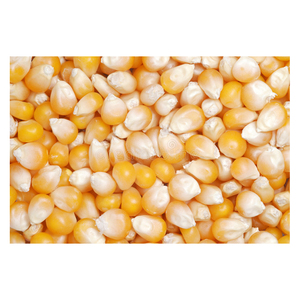 Ngô Vàng Bán Chạy Giá Ngô Vàng Cao Cấp Ở BRAZIL - Product Image 3