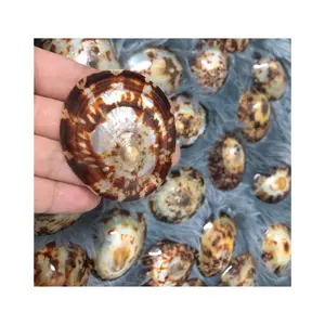 Bán Sỉ Bộ Sưu Tập Vỏ Sò Trang Trí Nhà Với Giá Tốt Vỏ Cellana Từ Việt Nam Giao Hàng Nhanh - Product Image 1