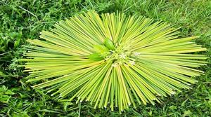 Pailles en bambou faites à la main, écologiques, bâtonnets naturels verts pour boire - Product Image 5