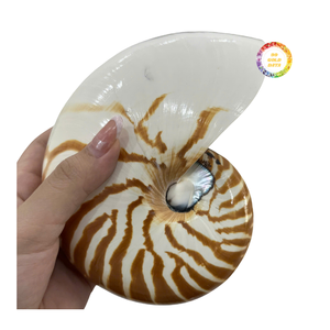 Concha de Nautilus Natural, Pieza Decorativa para el Hogar, Diseño Espiral Único, Apta para Decoración de Interiores y Exhibición - Product Image 6