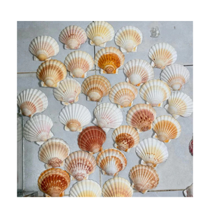 Coquilles de pétoncle blanches naturelles de qualité supérieure pour l'artisanat artisanal Assiettes de fruits de mer écologiques et style de table côtière - Product Image 5