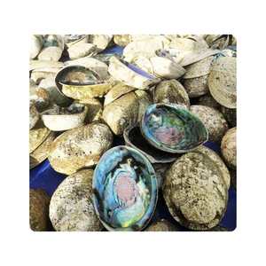 Pièces de coquille d'ormeau polies de QUALITÉ SUPÉRIEURE provenant de matériaux d'artisanat élégants et créant de beaux affichages décoratifs - Product Image 2