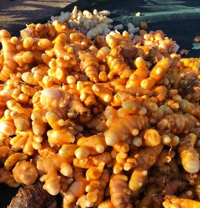 Sweet Fresh Ginger