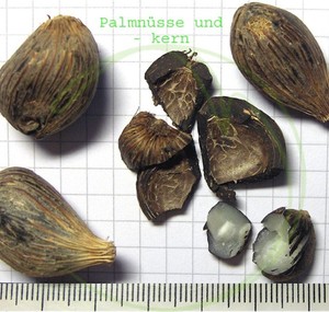 Nueces de Palma orgánicas, nueces de cáscara a granel a precios bajos - Product Image 3