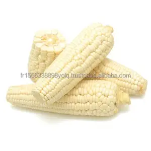 Penjualan Terbaik jagung putih tanpa GMO/jagung Maize putih kering udara untuk dijual