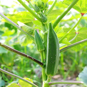 Okra congelada IQF, venta al por mayor, alta calidad, fácil de cocinar, Exportación de verduras congeladas - Product Image 6