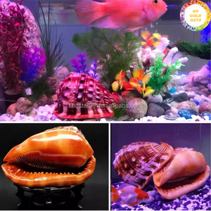 Coquille de Cassis Madagascariensis authentique et naturelle, fabriquée au Vietnam pour la décoration intérieure et les applications de vitrine - Product Image 2