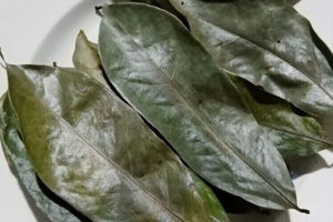 PRODUCTO DE TÉ NATURAL A PARTIR DE HOJAS DE URENSA SECA, VIETNAM, SABOR DE TÉ ÚNICO Y SUAVE - Product Image 3