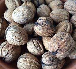 Nuez altamente nutritiva Granos de nuez de alta calidad y buen precio para exportaciones al por mayor en todo el mundo - Product Image 3