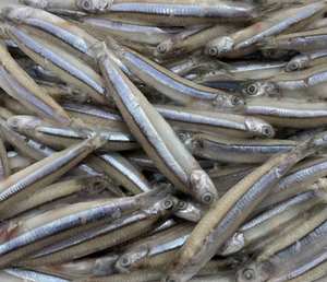 ชุดสุญญากาศ4-6ซม. จำนวนมากปลากะตักสีฟ้าสดแช่แข็งอาหารทะเล iqf/bqf จากเวียดนามอายุการเก็บรักษา24เดือน - Product Image 4