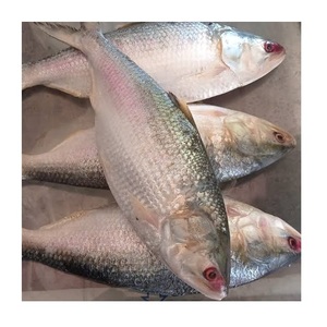 Pescado Hilsa Congelado - Proveedor Mayorista de Pescado Hilsa al por Mayor - Product Image 2
