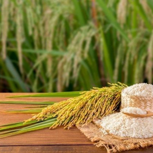 ETIQUETA LIMPIA DE CALIDAD PREMIUM DE ARROZ GLUTINO MÁS VENTA DE VIETNAM - Product Image 5