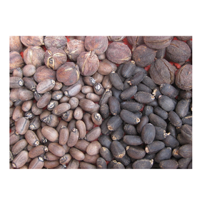 Acheter des graines de jatropha séchées en gros à prix bon marché Approvisionnement en vrac pour l'extraction d'huile, l'agriculture et l'utilisation industrielle Stock prêt disponible - Product Image 5