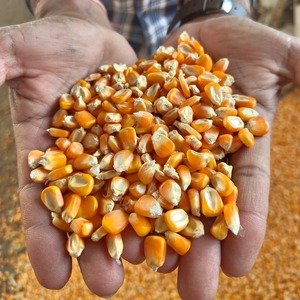 ข้าวโพดเหนียวสีเหลืองออร์แกนิกขายส่งสำหรับบริโภค ไม่ใช่พืช GMO อบแห้งจากแคนาดา - Product Image 3