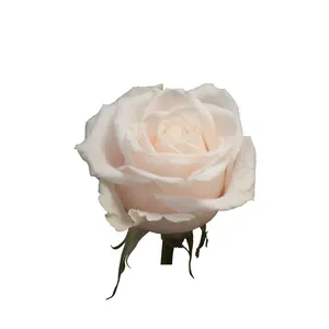 Rivenditore professionale dell'ecuador Rose Vendela fiori freschi naturali Rose tagliate a stelo lungo per il matrimonio