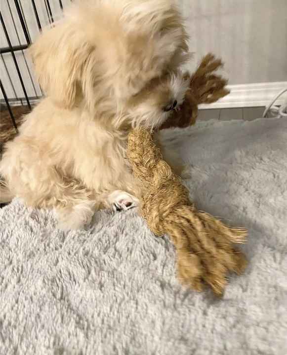 Coconut Chew Rope Toy