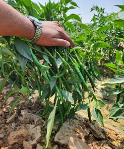 Semillas Híbridas NOORANI F1 de Chile Picante - Product Image 3