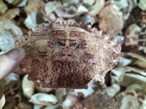 Coquilles de crabe séchées en vrac pour l'alimentation des volailles, 30% de protéines, <2% de sel, forme concassée, emballage en vrac, meilleur prix, haute qualité du Vietnam - Product Image 5