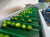 Citrons frais sans pépins de haute qualité: le choix d'exportation parfait pour des recettes délicieuses et nutritives