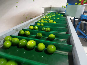 มะนาวสดไร้เมล็ดคุณภาพสูง: ตัวเลือกการส่งออกที่สมบูรณ์แบบสำหรับสูตรอาหารที่อร่อยและมีคุณค่าทางโภชนาการ - Product Image 5