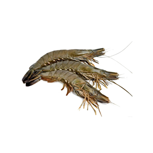 Crevettes tigrées noires surgelées prêtes à la vente pour le commerce international et la distribution au détail - Product Image 2