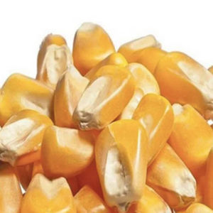 Maíz Amarillo Orgánico Seco al por Mayor Global, Variedad Fruta de la Pasión, Alta Pureza, Bolsa de 25 kg, Gran Duración de Vida Útil, Granos para Consumo Humano - Product Image 4