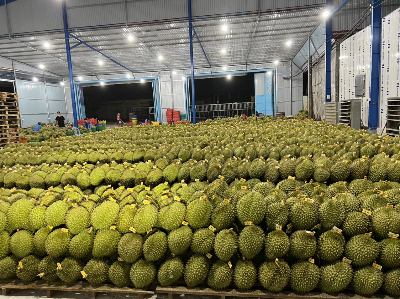 FROZEN DURIAN WHOLE PIECE RI6 FROM VIETNAM