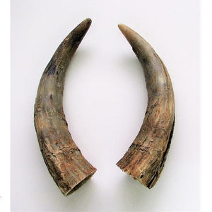 Décoration murale en corne de vache polie économique Corne de bœuf de buffle montée de luxe Accessoires de décoration intérieure Style animal - Product Image 3