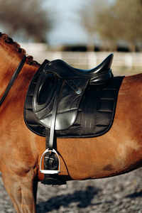 Tapis de Selle de Dressage Noir Quilting Carré Euro Cavall Tapis de Selle 2025 - Product Image 3