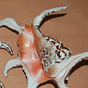 Lambis Chiragra BIJOUX COQUILLAGE Sculpté Naturel Grand Motif Coquillage Tailles 20-25 cm - Product Image 3