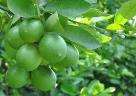 Fruta fresca orgánica de Vietnam sin semillas, Color verde lima, Natural Limón, fruta fresca, modelo de lugar, cítricos - Product Image 4