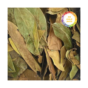 Daun Soursop kering dalam karton atau tas PE-tersedia dalam jumlah besar untuk distributor dan pembeli bahan