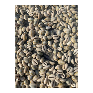 Perles de coquillages coquillages blancs coquillages coquillages coquillages naturels décor de plage/accessoires - Product Image 4