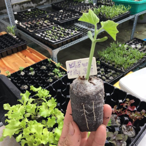 La mejor máquina para hacer turba de coco natural/máquina para hacer bloques de turba de coco/Bloque de turba de coco del fabricante Eco2go Vietnam - Product Image 4