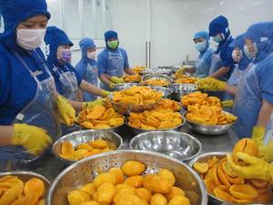 Cubos/rebanadas de mango congelado IQF con embalaje personalizado al por mayor para exportación-Frutas congeladas de fábrica de Vietnam - Product Image 5