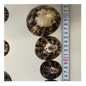 Libera la creatividad de la concha de Lapa: conchas naturalmente hermosas de Vietnam, ideales para una decoración fácil del hogar y estética de fiesta de tendencia - Product Image 5