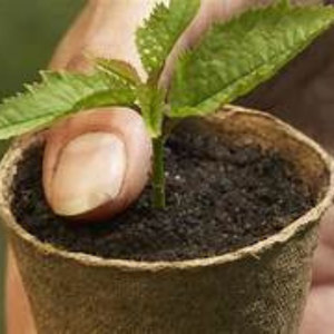 SustainOCoir Seedling <b>Pot</b> <b>Trays</b> Premium Quality <b>Pots</b> for Growing Healthy Plants - Product Image 2