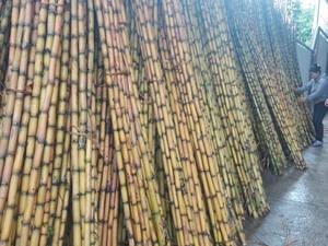 แท่งอ้อยสดแช่แข็งแช่แข็งแบบอินทรีย์ราคาดีจาก99ข้อมูลทองคำในเวียดนาม - Product Image 6