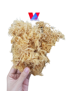 BON PRIX MOUSSE DE MER D'OR/MOUSSE DE MER DE LA JAMAÏQUE/EUCHEUMA COTTONII DE HAUTE QUALITÉ DU VIET NAM Mme Lily + 84 906927736 - Product Image 6