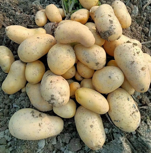 100% Organic Fresh Potato Oval Shape Potatoes - Product Image 4