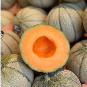 เมลอนคันตาลูปเกรดพรีเมียม คุณภาพชั้นหนึ่ง รสหวานเข้มข้น - เมลอนมัสก์เกรดส่งออกจำนวนมาก - Product Image 4