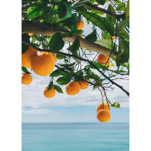 Oranges de la Côte d'Amalfi IV, style design, produit côtier - Product Image 4