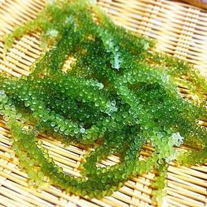 Vietnam Seagrape Experts: Premium Seagrape déshydraté pour l'exportation et Seagrape frais avec des offres de qualité et d'acheteur inégalées - Product Image 2