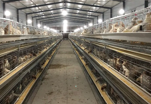 กรงเลี้ยงไก่แบบ H อุปกรณ์สำหรับฟาร์มให้อาหารอัตโนมัติ - Product Image 2